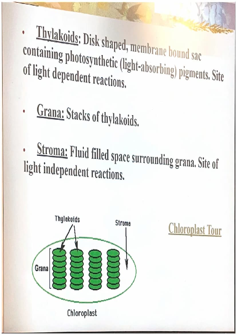Photosynthesis
The chemical process of converting
carbon dioxide and water into glucose
and oxygen. THE CHEMICAL REACTION
6CO₂ + 6H₂O
- CHO 