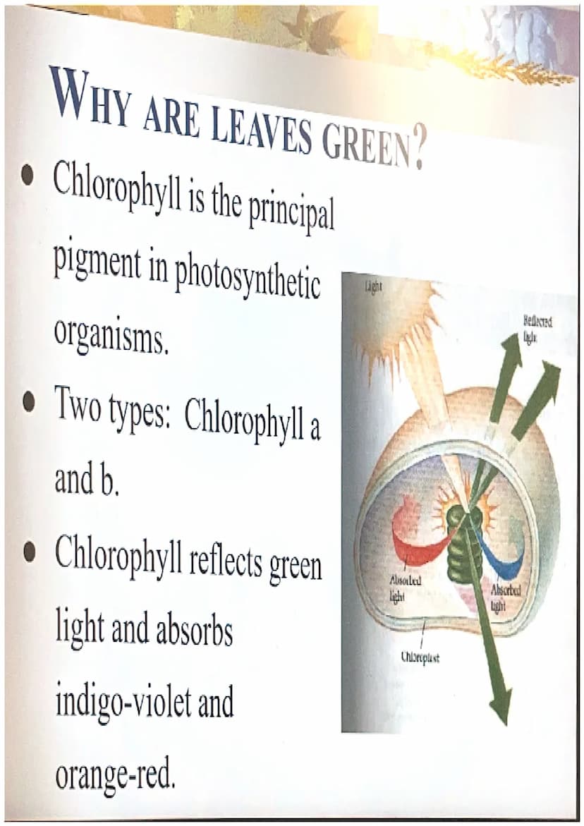 Photosynthesis
The chemical process of converting
carbon dioxide and water into glucose
and oxygen. THE CHEMICAL REACTION
6CO₂ + 6H₂O
- CHO 