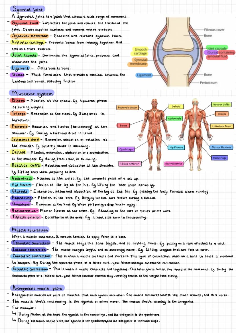 The Skeletal system
Functions
Support/Shape
The skeleton provides a ridgid bone frame for the rest of the body.
↳ Supports the soft tissues 