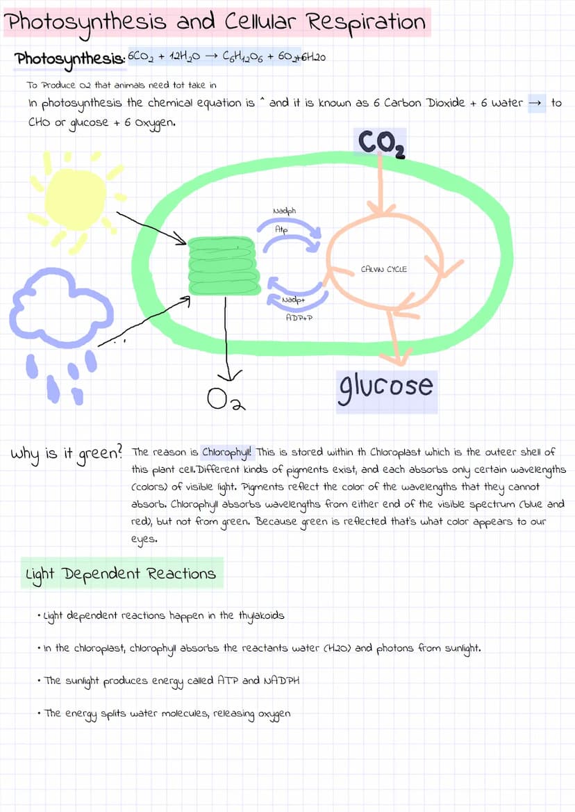 
<h2 id="photosynthesis">Photosynthesis</h2>
<p>In the process of photosynthesis, light energy is used to convert 6 molecules of carbon diox