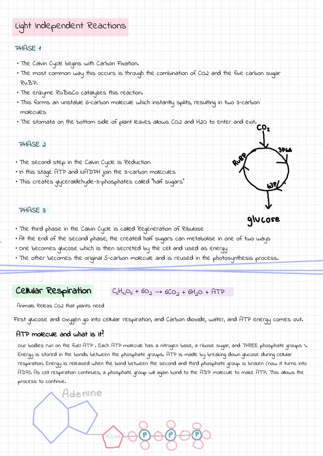
<h2 id="photosynthesis">Photosynthesis</h2>
<p>In the process of photosynthesis, light energy is used to convert 6 molecules of carbon diox