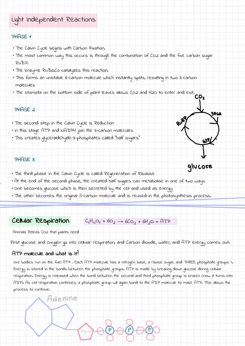 
<h2 id="photosynthesis">Photosynthesis</h2>
<p>In the process of photosynthesis, light energy is used to convert 6 molecules of carbon diox