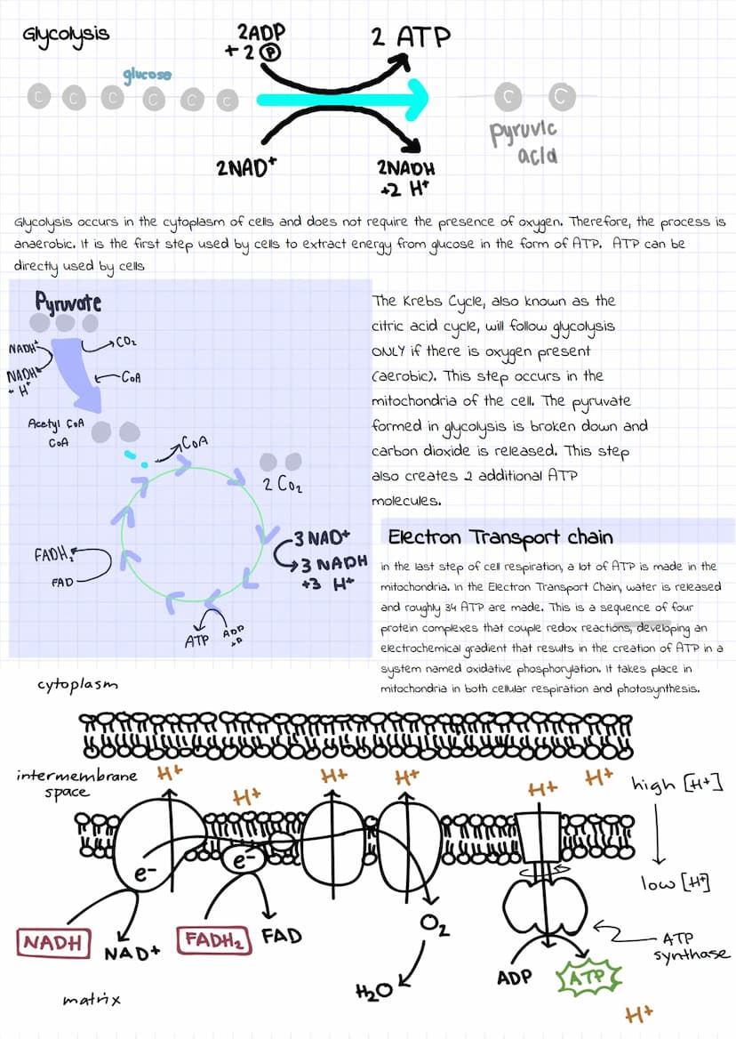 
<h2 id="photosynthesis">Photosynthesis</h2>
<p>In the process of photosynthesis, light energy is used to convert 6 molecules of carbon diox