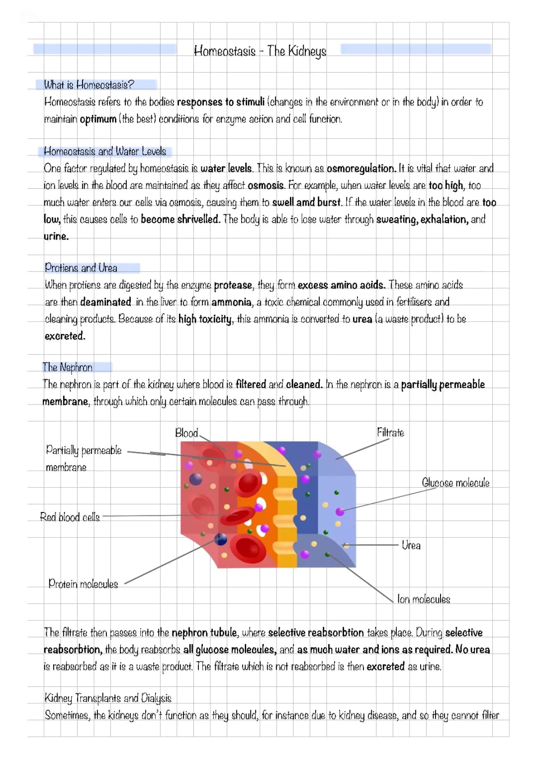 Homeostasis - The Kidneys and Water Levels