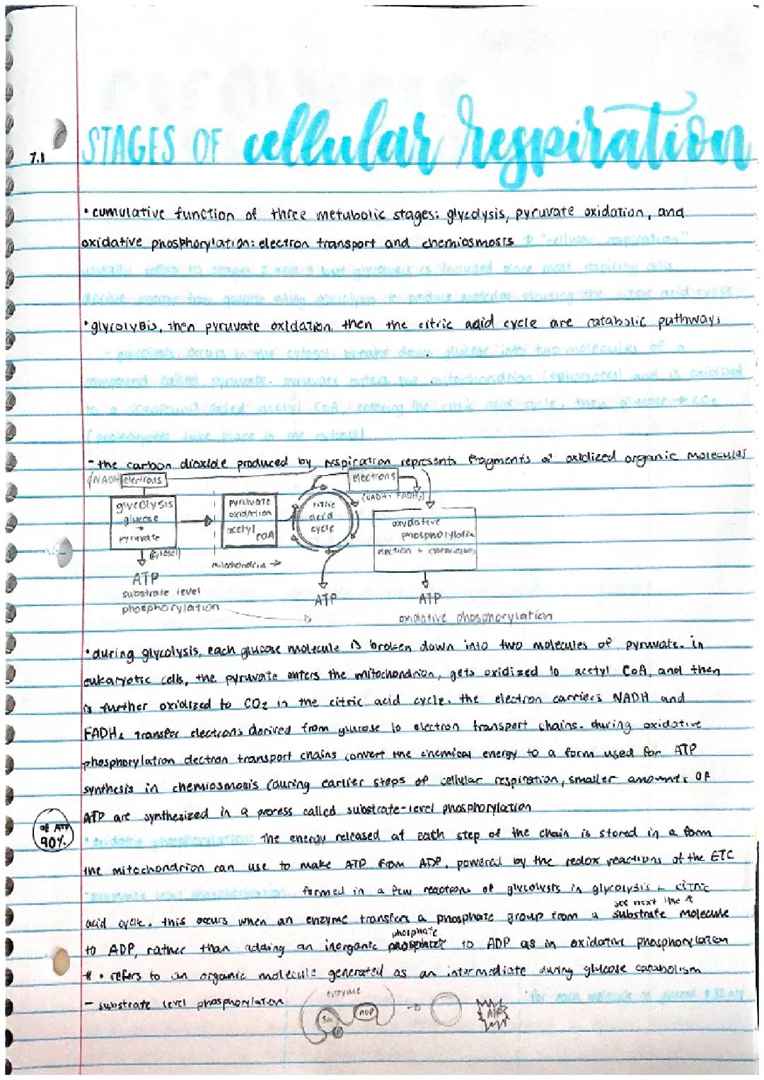 How Cells Get Energy: Glycolysis and the Electron Transport Chain