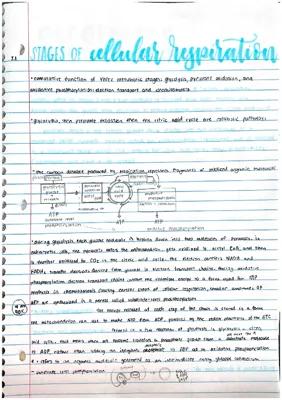 Know stages of cellular respiration thumbnail