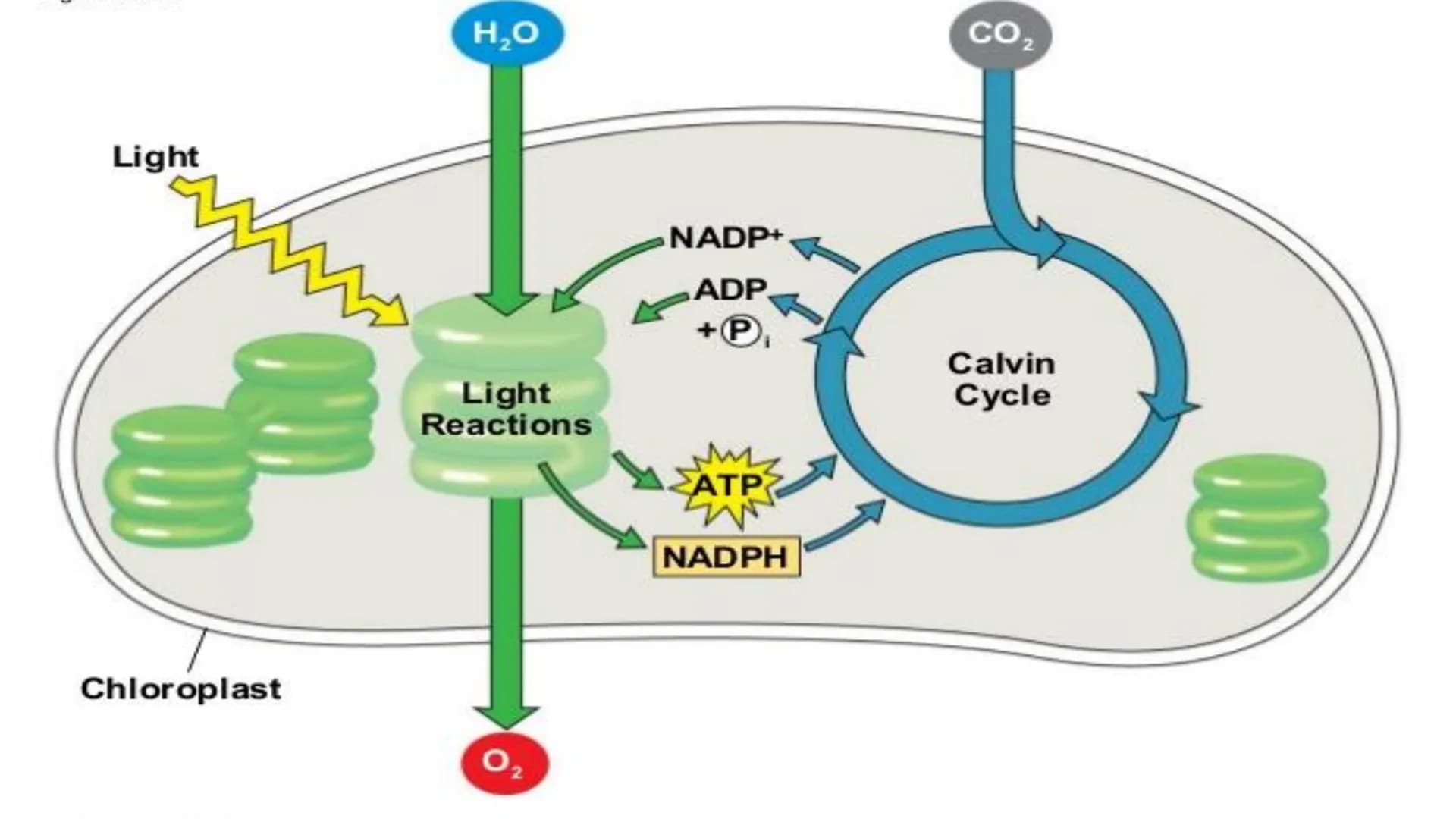 NUTRITION &
RESPIRATION
CELLULAR METABOLISM & ENERGETICS
PLANT & ANIMAL NUTRITION
BIOLOGICAL MOLECULES Cellular Metabolism and
Energetics
• 