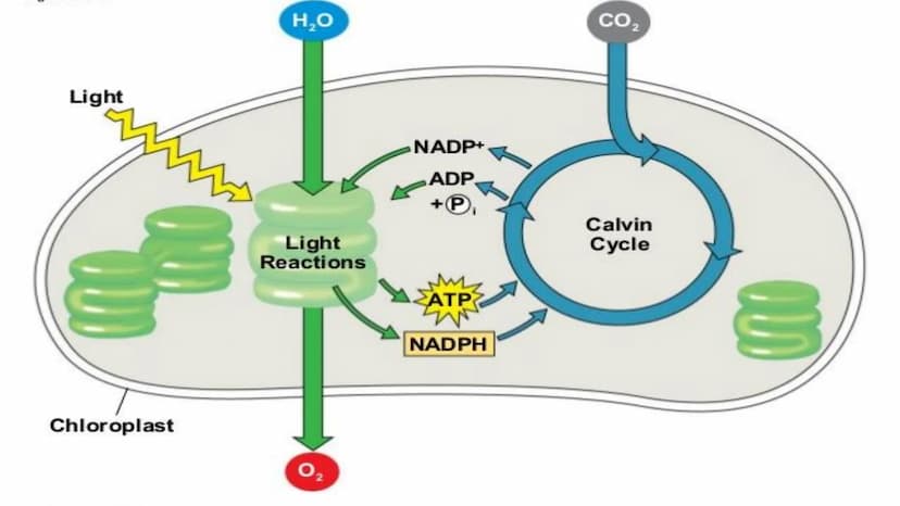 NUTRITION &
RESPIRATION
CELLULAR METABOLISM & ENERGETICS
PLANT & ANIMAL NUTRITION
BIOLOGICAL MOLECULES Cellular Metabolism and
Energetics
• 