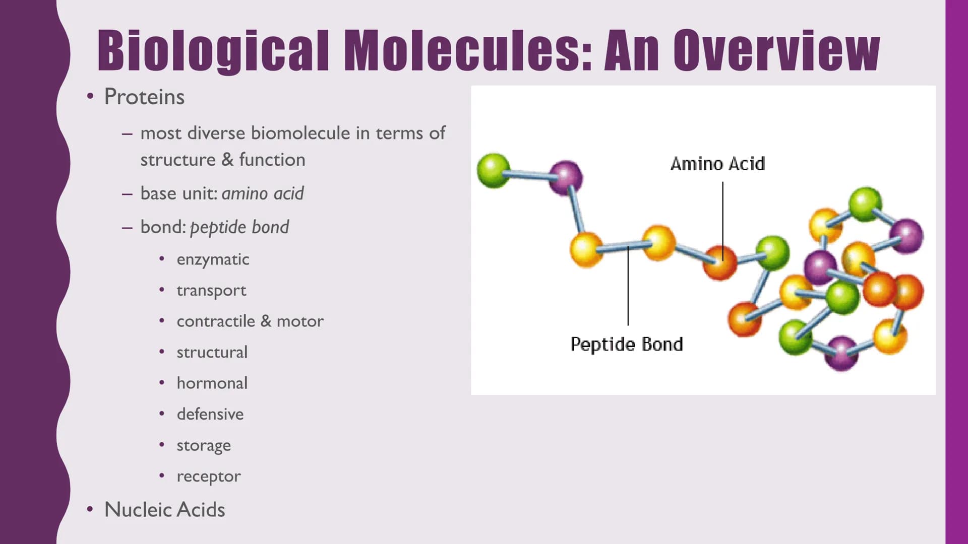 NUTRITION &
RESPIRATION
CELLULAR METABOLISM & ENERGETICS
PLANT & ANIMAL NUTRITION
BIOLOGICAL MOLECULES Cellular Metabolism and
Energetics
• 
