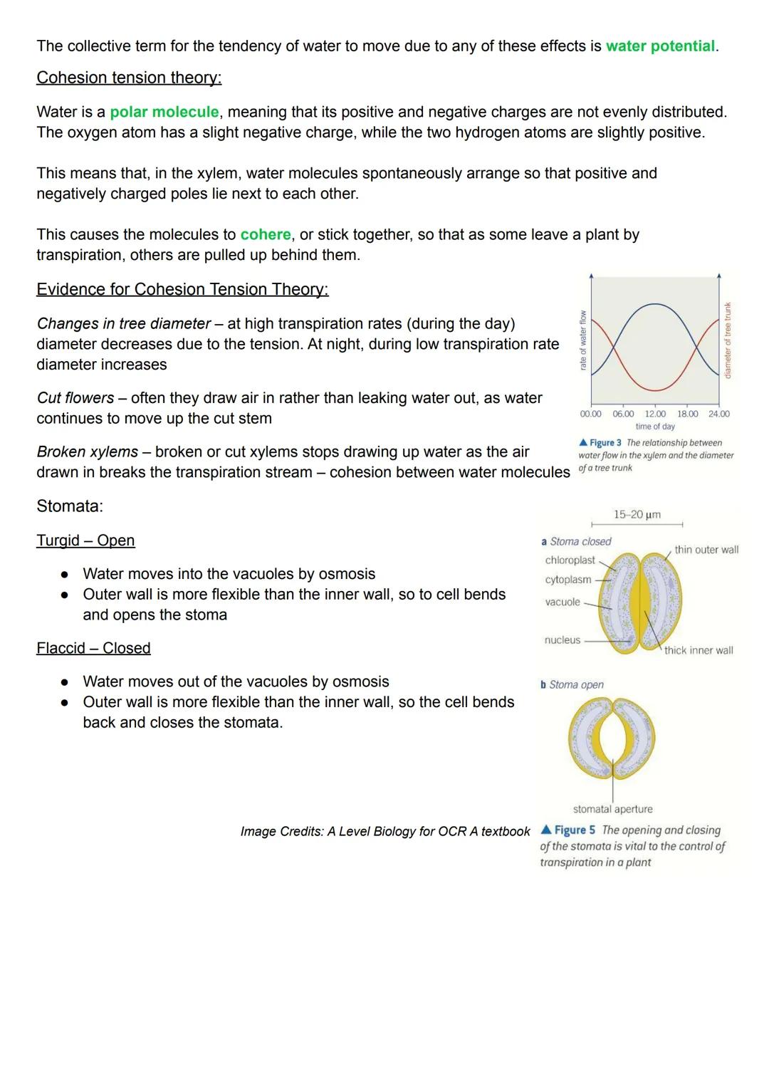 # Transpiration:

Hydrogen Bonds:

Many of the properties of water are due to its ability to form hydrogen bonds.

The slight negative charg