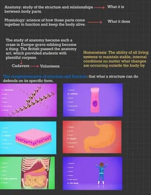 Know Introduction to anatomy and physiology  thumbnail