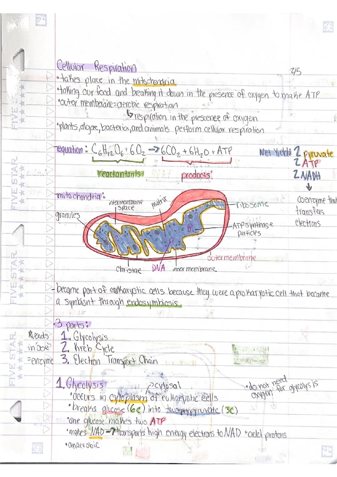Cellular Respiration 