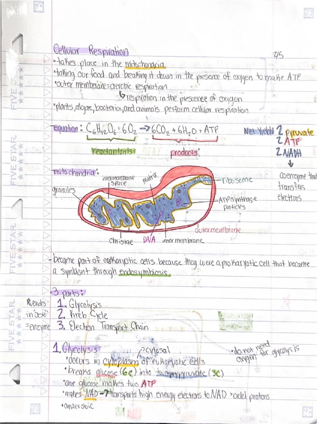 FIVE STAR
1
FIVE STAR
FIVE
***
*****
Cellular Respiration
•takes place in the mitochondria
•taking our food and breaking it down in the pres
