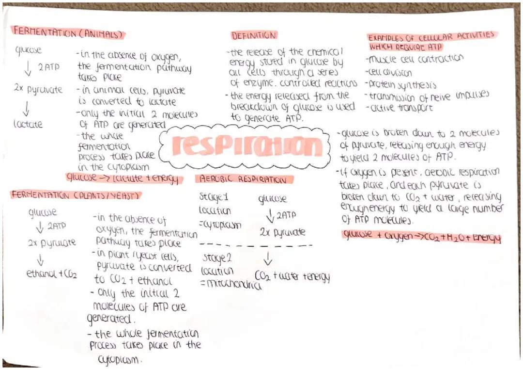 respiration - biology