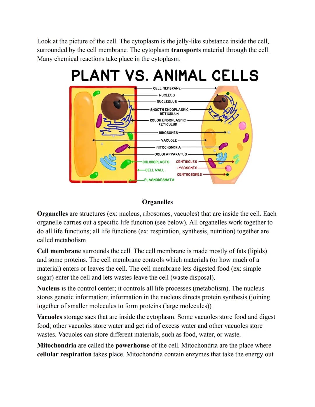 SIMILARITIES AND DIFFERENCES AMONG LIVING THINGS
All living things are similar:
1. All living things are made of one or more cells, the basi