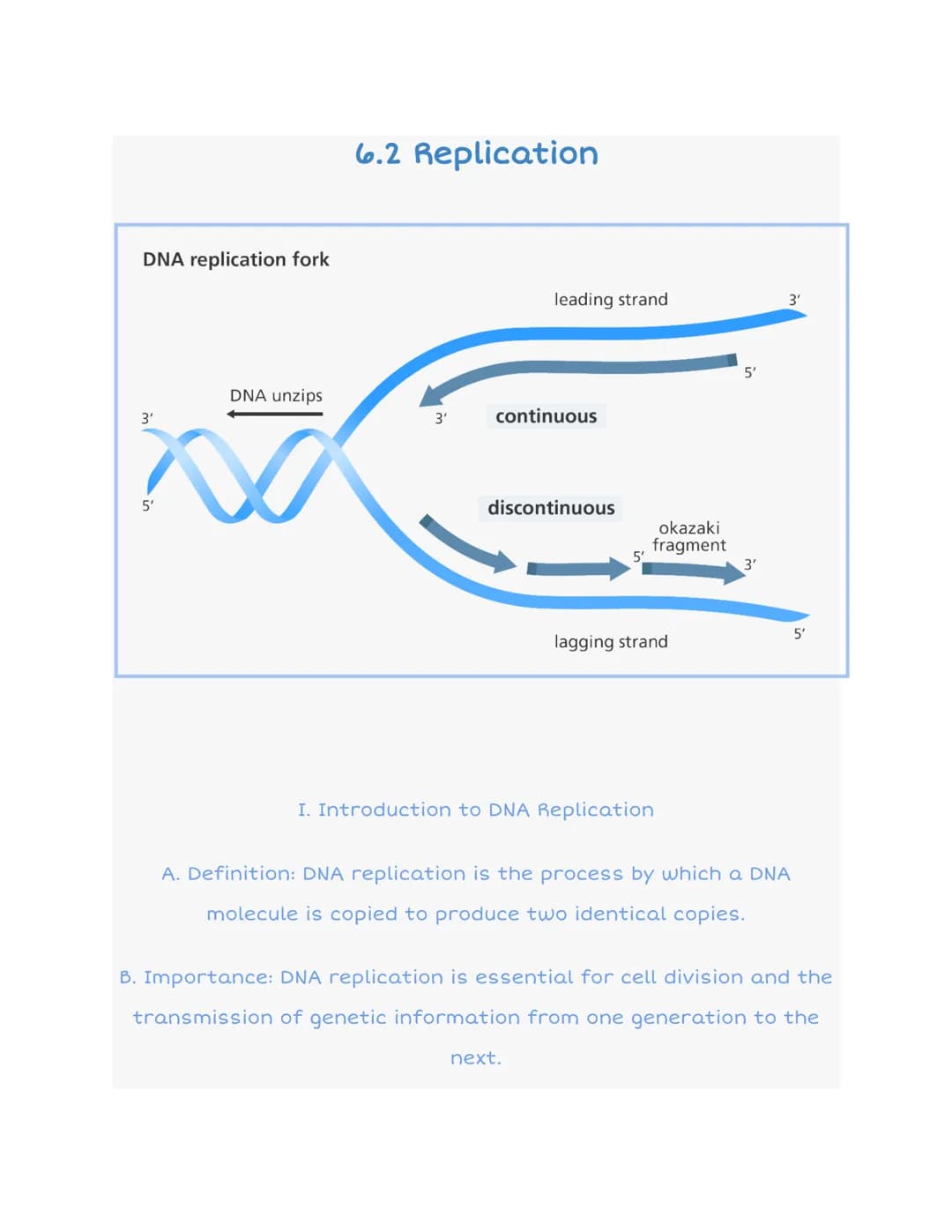 DNA replication fork
DNA unzips
no
3'
6.2 Replication
3'
leading strand
continuous
discontinuous
5'
okazaki
fragment
next.
lagging strand
I.