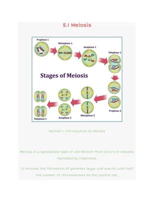 Know 5.1 Meiosis thumbnail