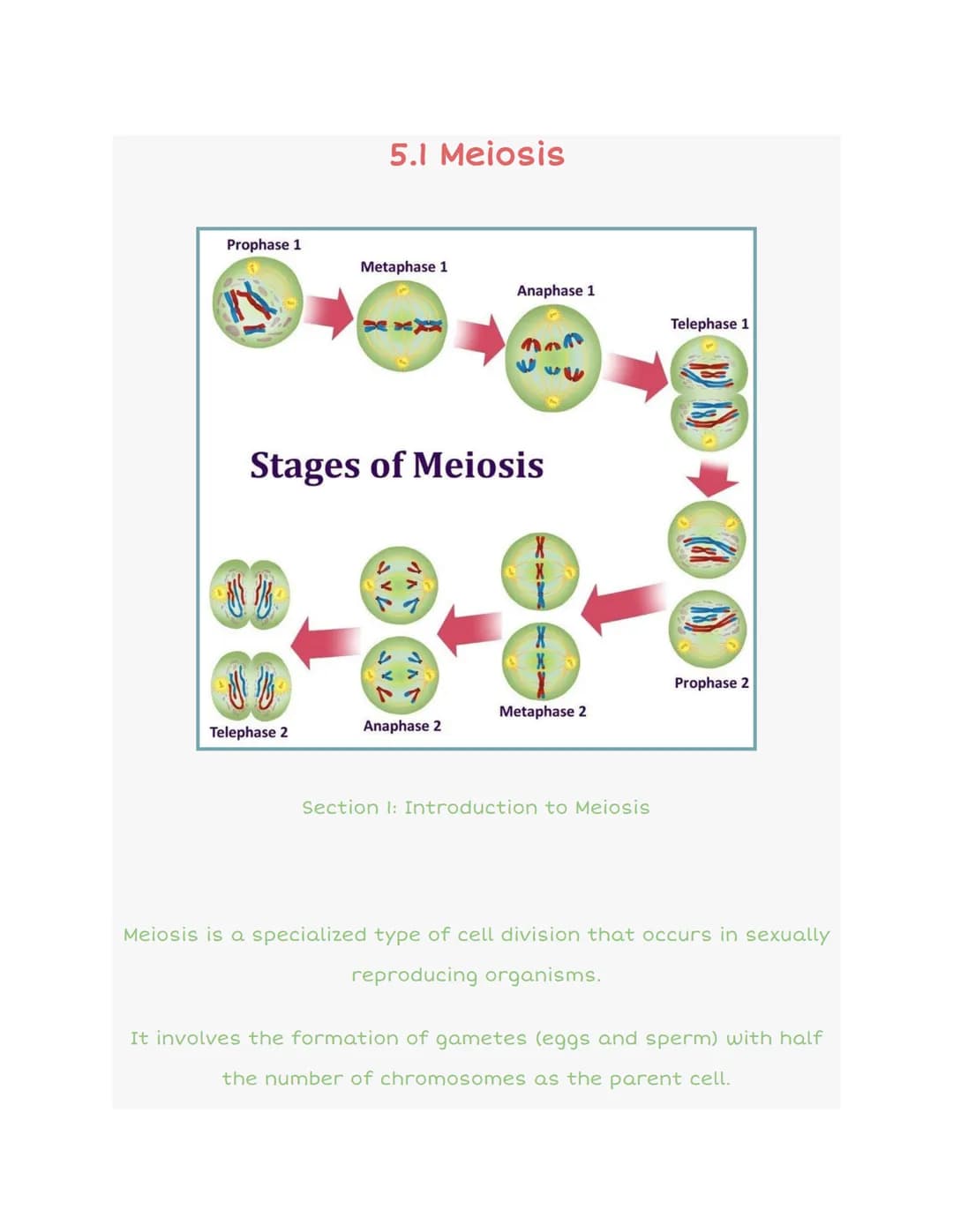 Prophase 1
5.1 Meiosis
Telephase 2
Metaphase 1
XXXX
S
Anaphase 1
Stages of Meiosis
Anaphase 2
nom
Metaphase 2
Section 1: Introduction to Mei