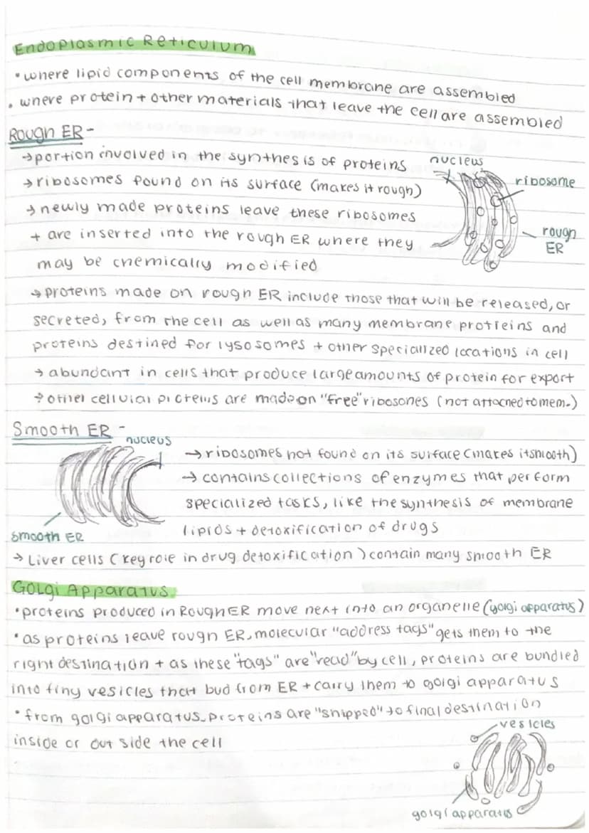 1944
7.2 Cell Structure
The Nucleos
•contains nearly all the cell's DNA Cinstructions for protein + important mal.)
• Prokaryotes lack nucle
