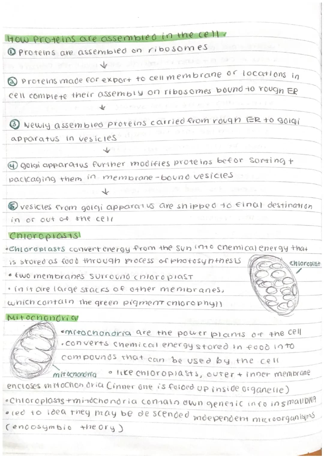 How the Cell Works: DNA in the Nucleus, the Cytoskeleton, and Vacuoles in Plants
