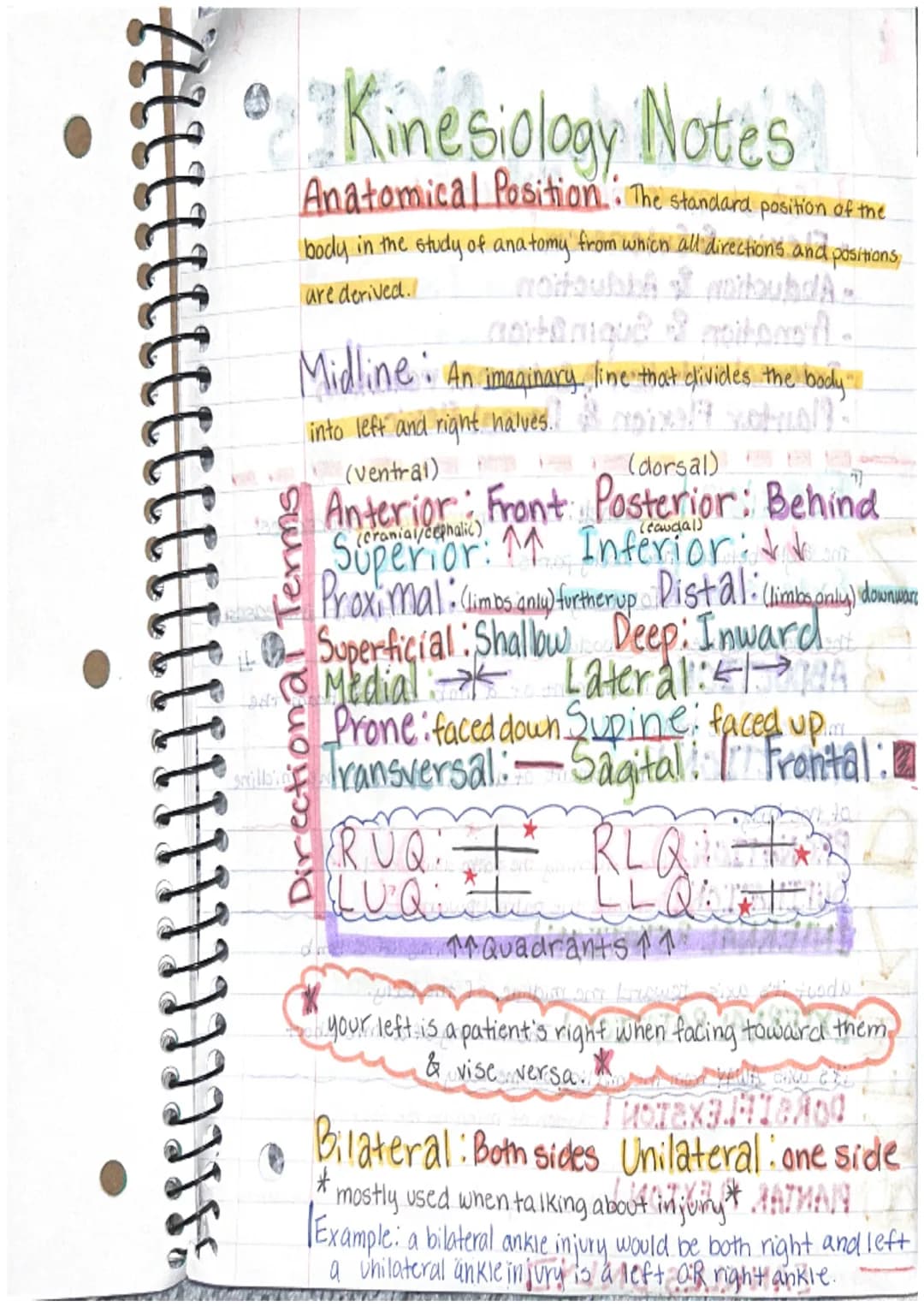 [ LLL
Labeos
Kinesiology Notes
Anatomical Position: The standard position of the
body in the study of anatomy from which all directions and 
