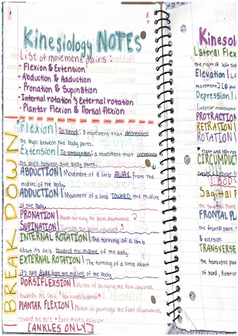 [ LLL
Labeos
Kinesiology Notes
Anatomical Position: The standard position of the
body in the study of anatomy from which all directions and 