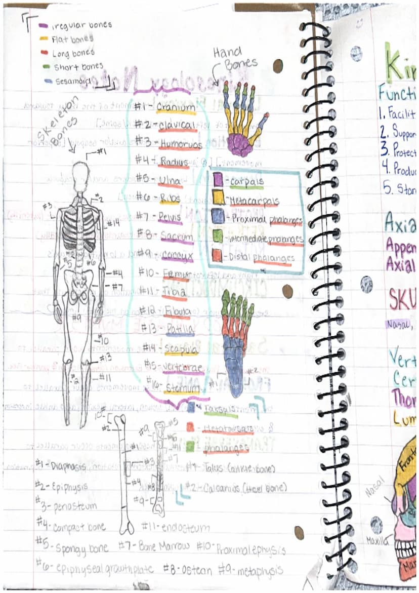 [ LLL
Labeos
Kinesiology Notes
Anatomical Position: The standard position of the
body in the study of anatomy from which all directions and 