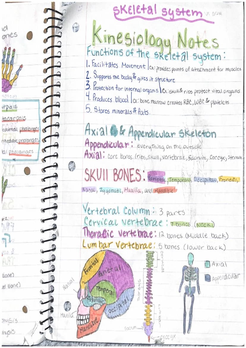 [ LLL
Labeos
Kinesiology Notes
Anatomical Position: The standard position of the
body in the study of anatomy from which all directions and 