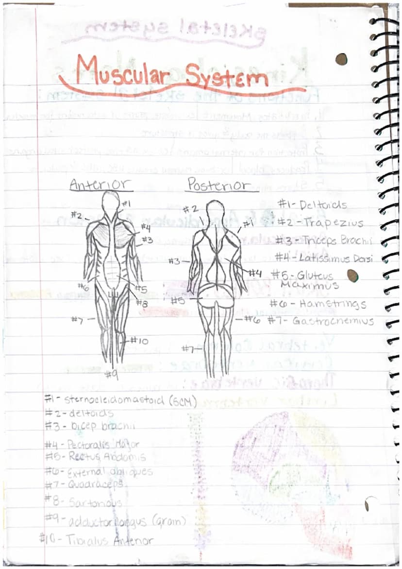 [ LLL
Labeos
Kinesiology Notes
Anatomical Position: The standard position of the
body in the study of anatomy from which all directions and 