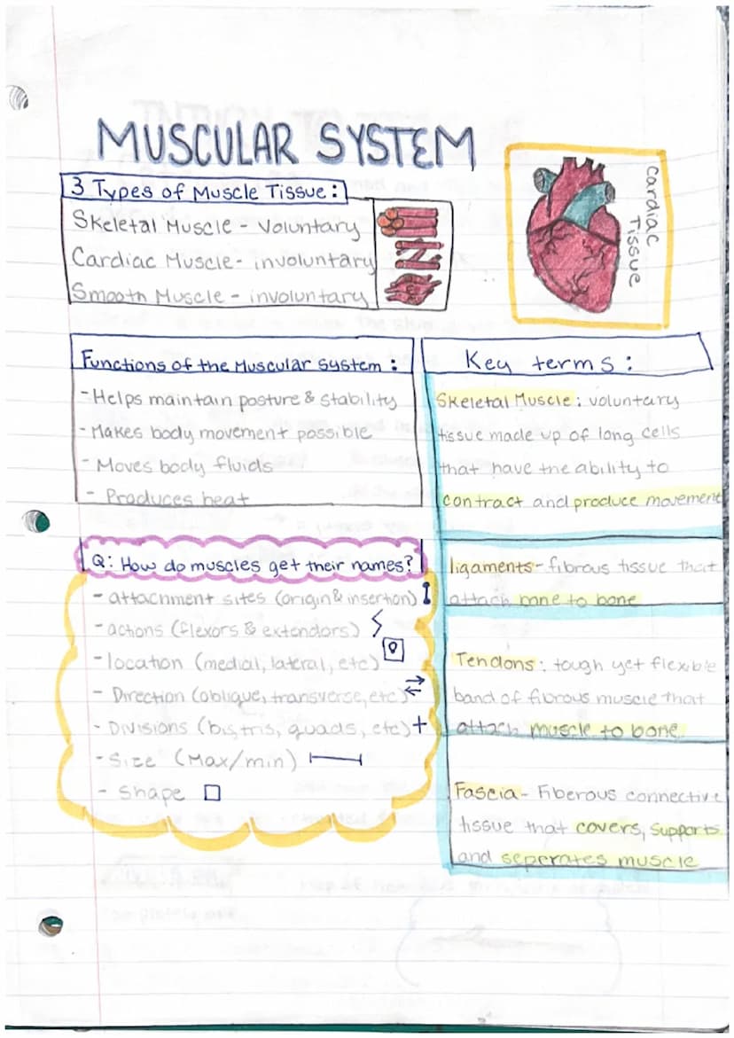 [ LLL
Labeos
Kinesiology Notes
Anatomical Position: The standard position of the
body in the study of anatomy from which all directions and 