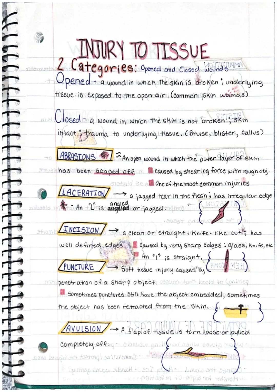 [ LLL
Labeos
Kinesiology Notes
Anatomical Position: The standard position of the
body in the study of anatomy from which all directions and 
