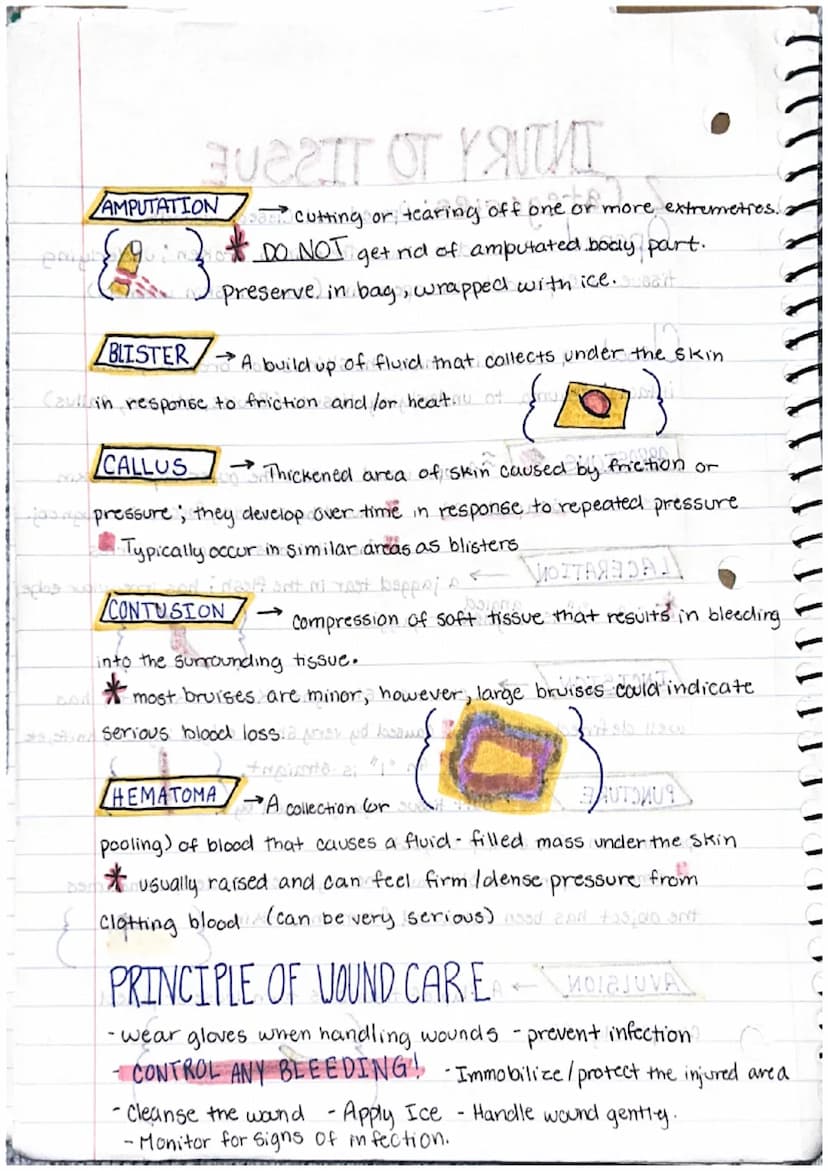 [ LLL
Labeos
Kinesiology Notes
Anatomical Position: The standard position of the
body in the study of anatomy from which all directions and 