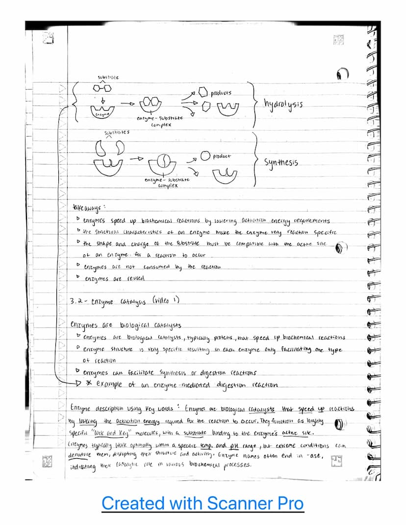 Unit 3
3.1- enzyme structure
• enzymes are macromolecules
D
• enzymes
6 most enzymes are protems.
D
tertiary shape must be maintained for fu
