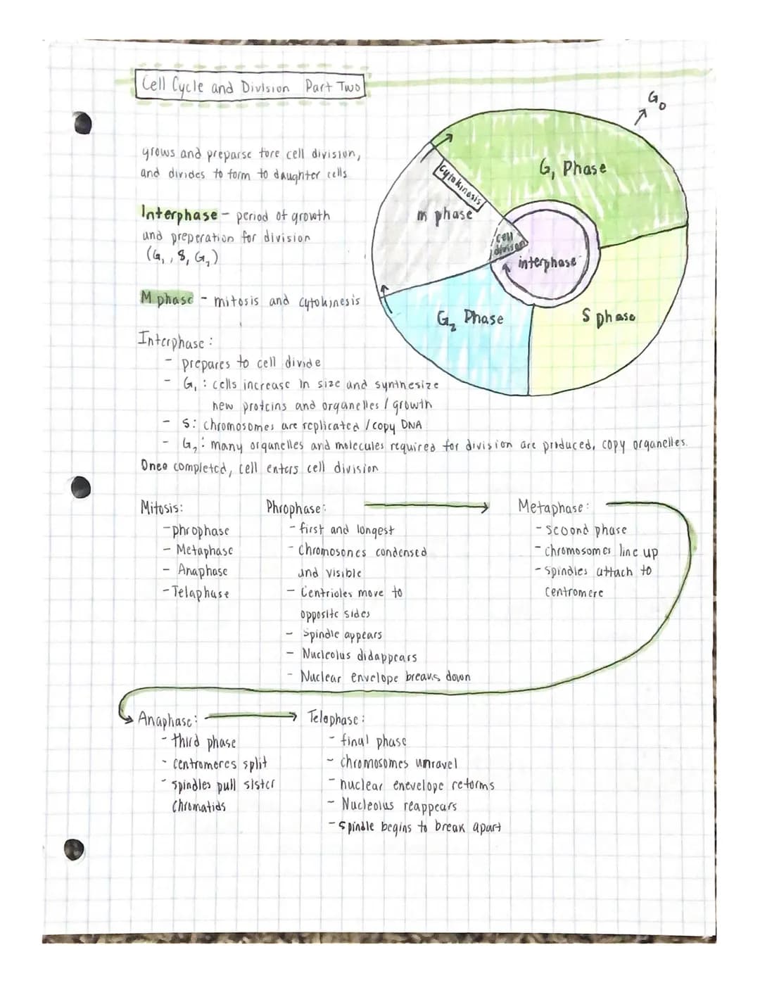 
<p>The cell cycle and division are essential processes in the life of a cell. The cell grows and prepares for division, ultimately dividing