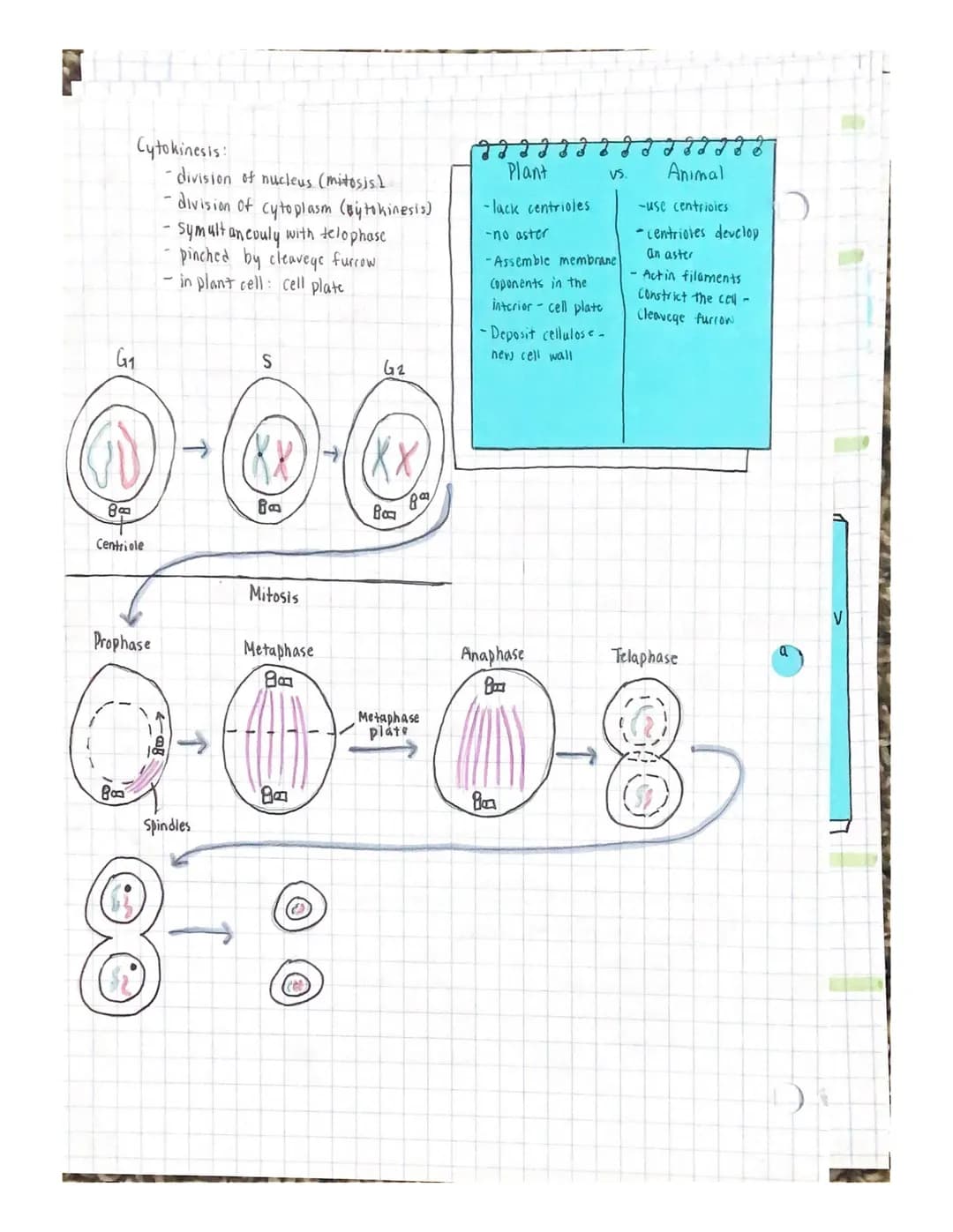 
<p>The cell cycle and division are essential processes in the life of a cell. The cell grows and prepares for division, ultimately dividing