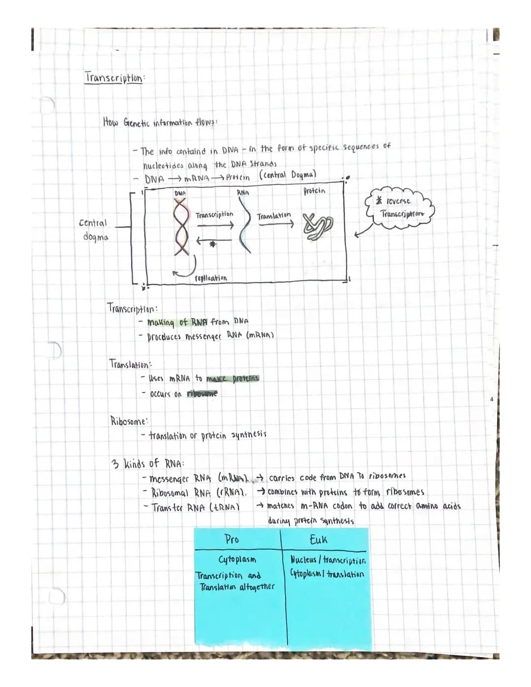 
<p>The cell cycle and division are essential processes in the life of a cell. The cell grows and prepares for division, ultimately dividing