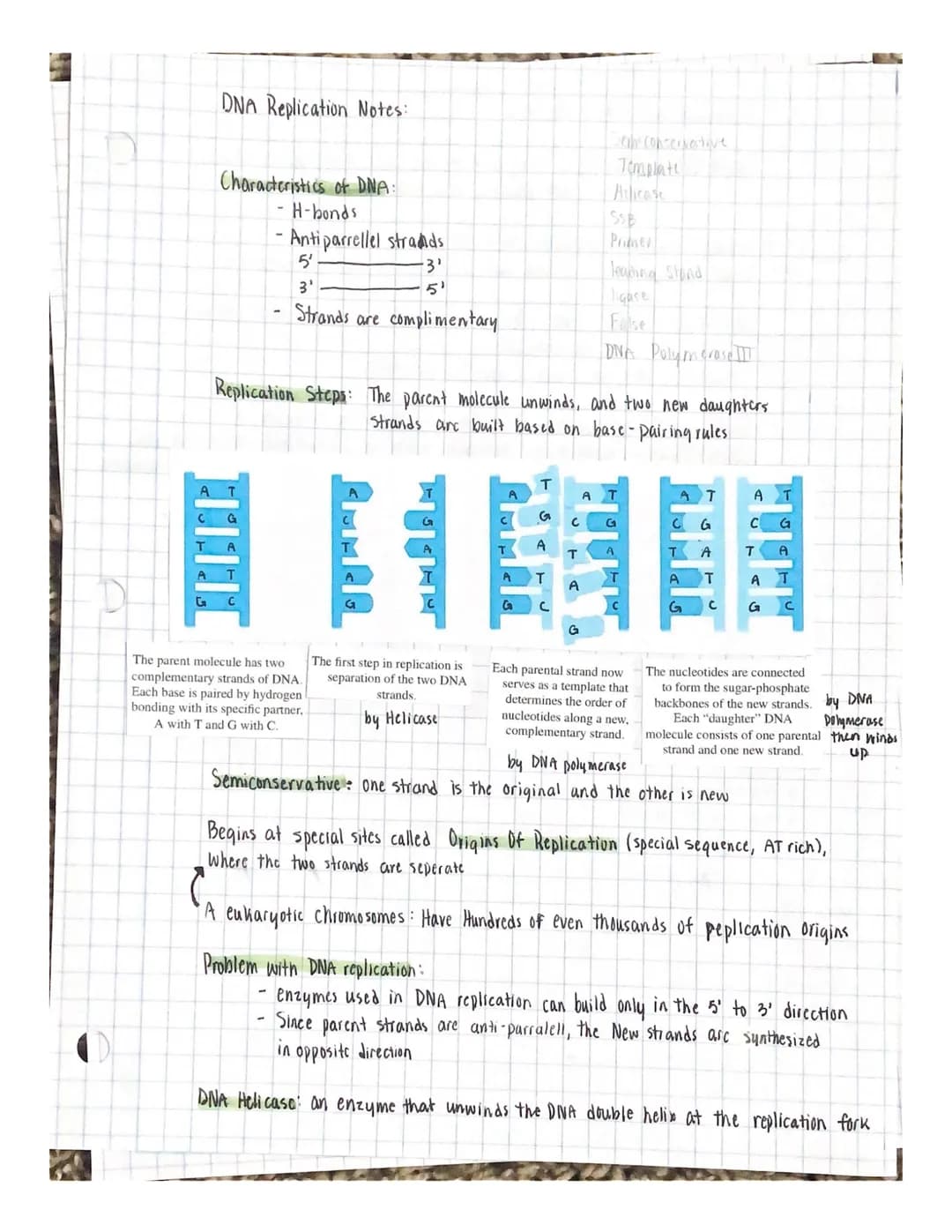 
<p>The cell cycle and division are essential processes in the life of a cell. The cell grows and prepares for division, ultimately dividing