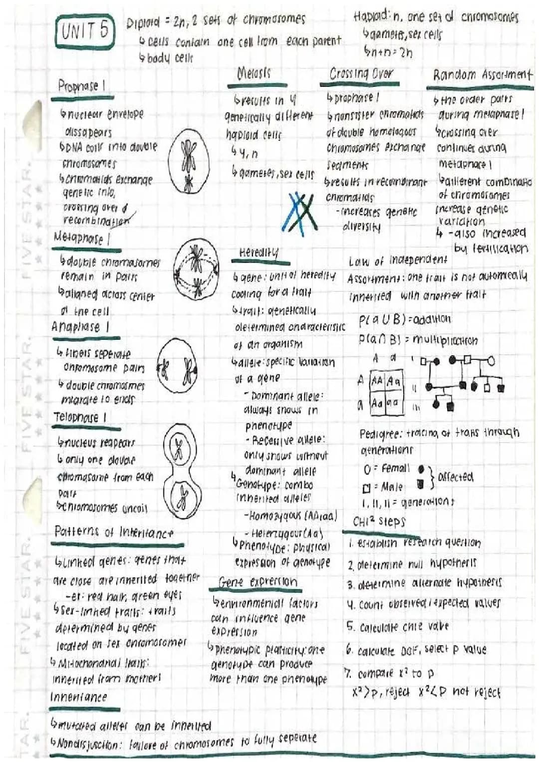 Fun with Meiosis: Stages, Inheritance Patterns, and Genetic Recombination