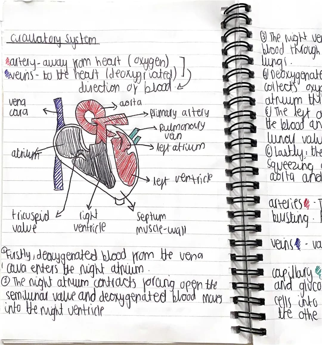 How Blood Travels: From Heart to Lungs and Back