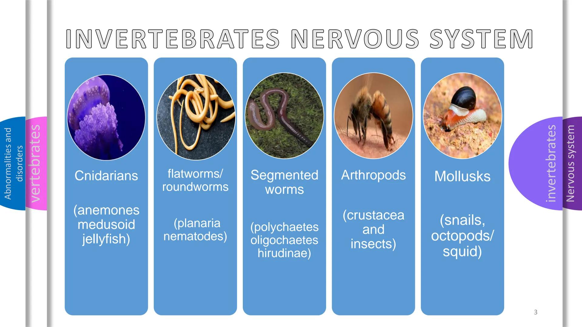 Abnormalities and
disorders
vertebrates
invertebrates
Nervous system
SYSTEM
NERVOUS Abnormalities and
disorders
vertebrates
invertebrates
NE