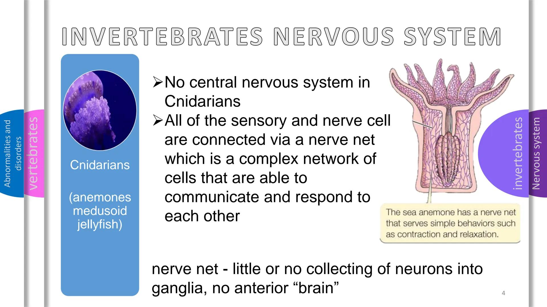 Abnormalities and
disorders
vertebrates
invertebrates
Nervous system
SYSTEM
NERVOUS Abnormalities and
disorders
vertebrates
invertebrates
NE