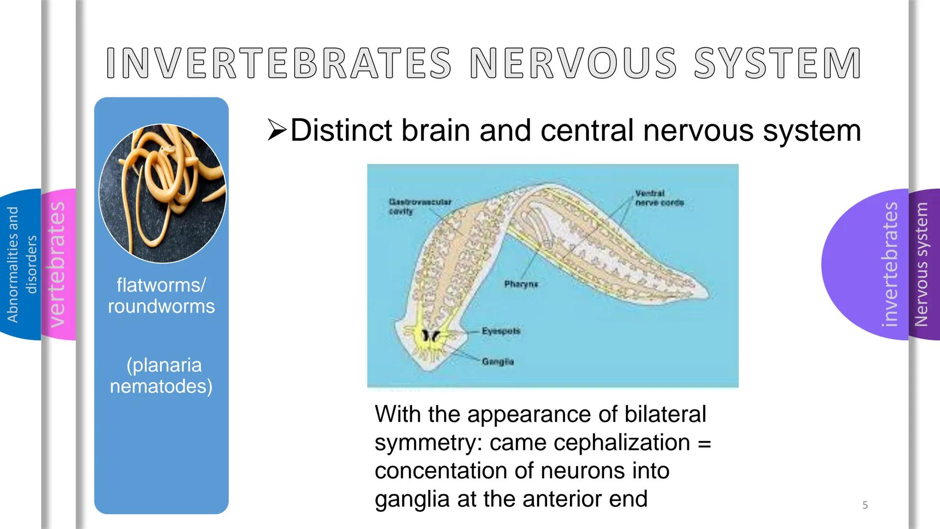 Abnormalities and
disorders
vertebrates
invertebrates
Nervous system
SYSTEM
NERVOUS Abnormalities and
disorders
vertebrates
invertebrates
NE