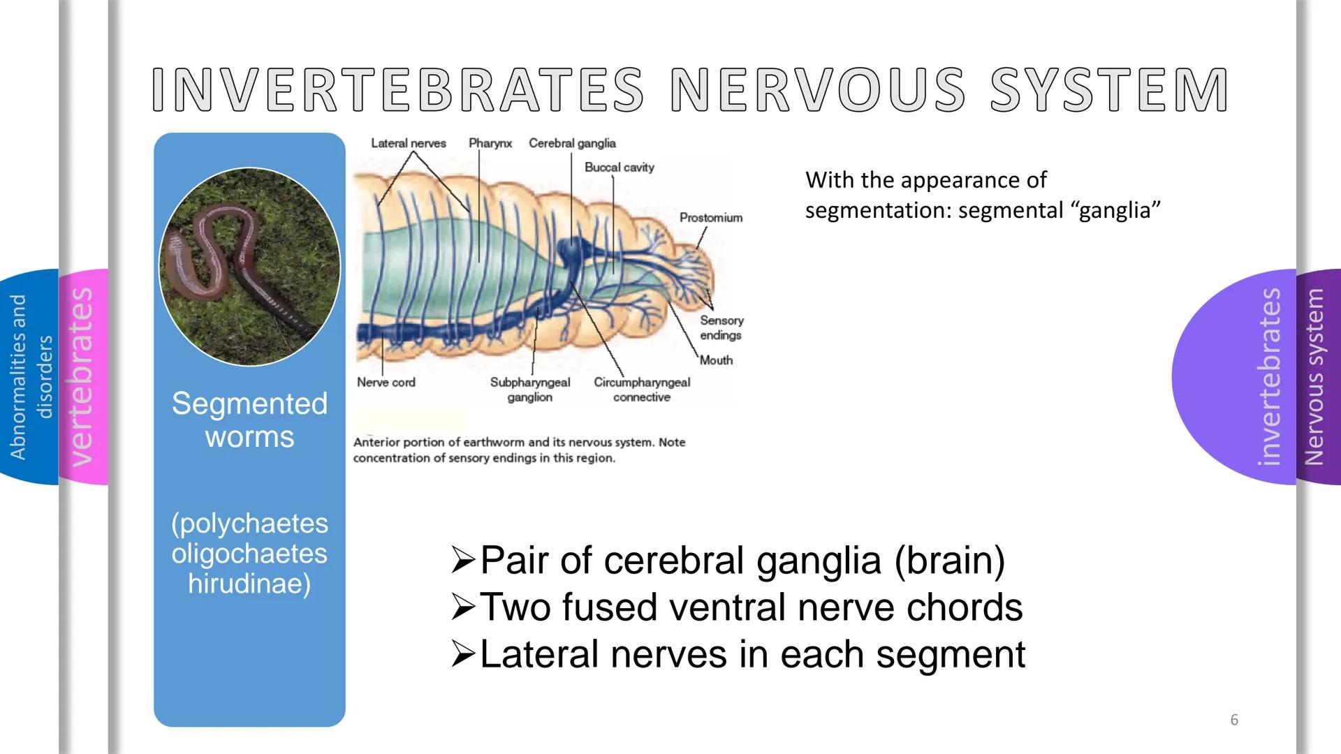 Abnormalities and
disorders
vertebrates
invertebrates
Nervous system
SYSTEM
NERVOUS Abnormalities and
disorders
vertebrates
invertebrates
NE