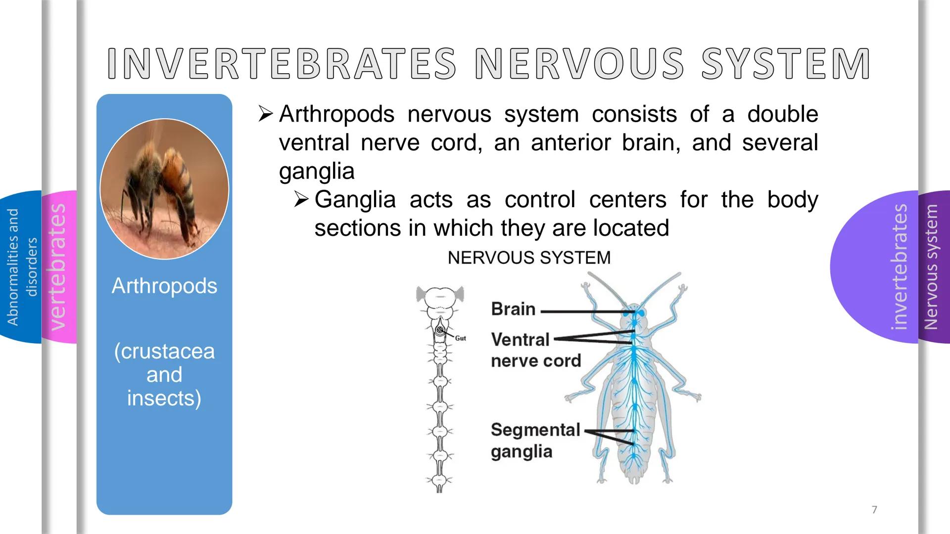 Abnormalities and
disorders
vertebrates
invertebrates
Nervous system
SYSTEM
NERVOUS Abnormalities and
disorders
vertebrates
invertebrates
NE