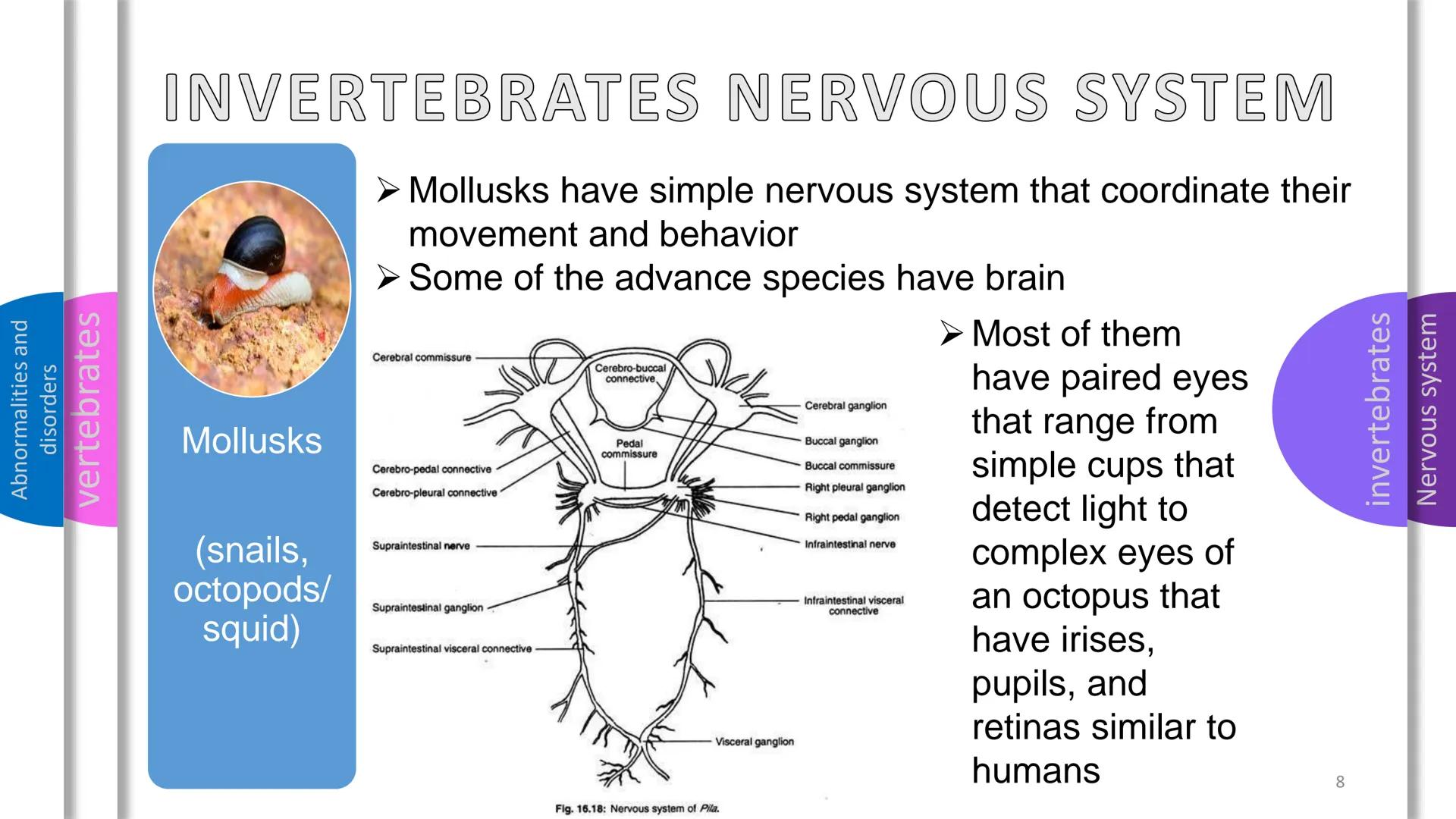 Abnormalities and
disorders
vertebrates
invertebrates
Nervous system
SYSTEM
NERVOUS Abnormalities and
disorders
vertebrates
invertebrates
NE