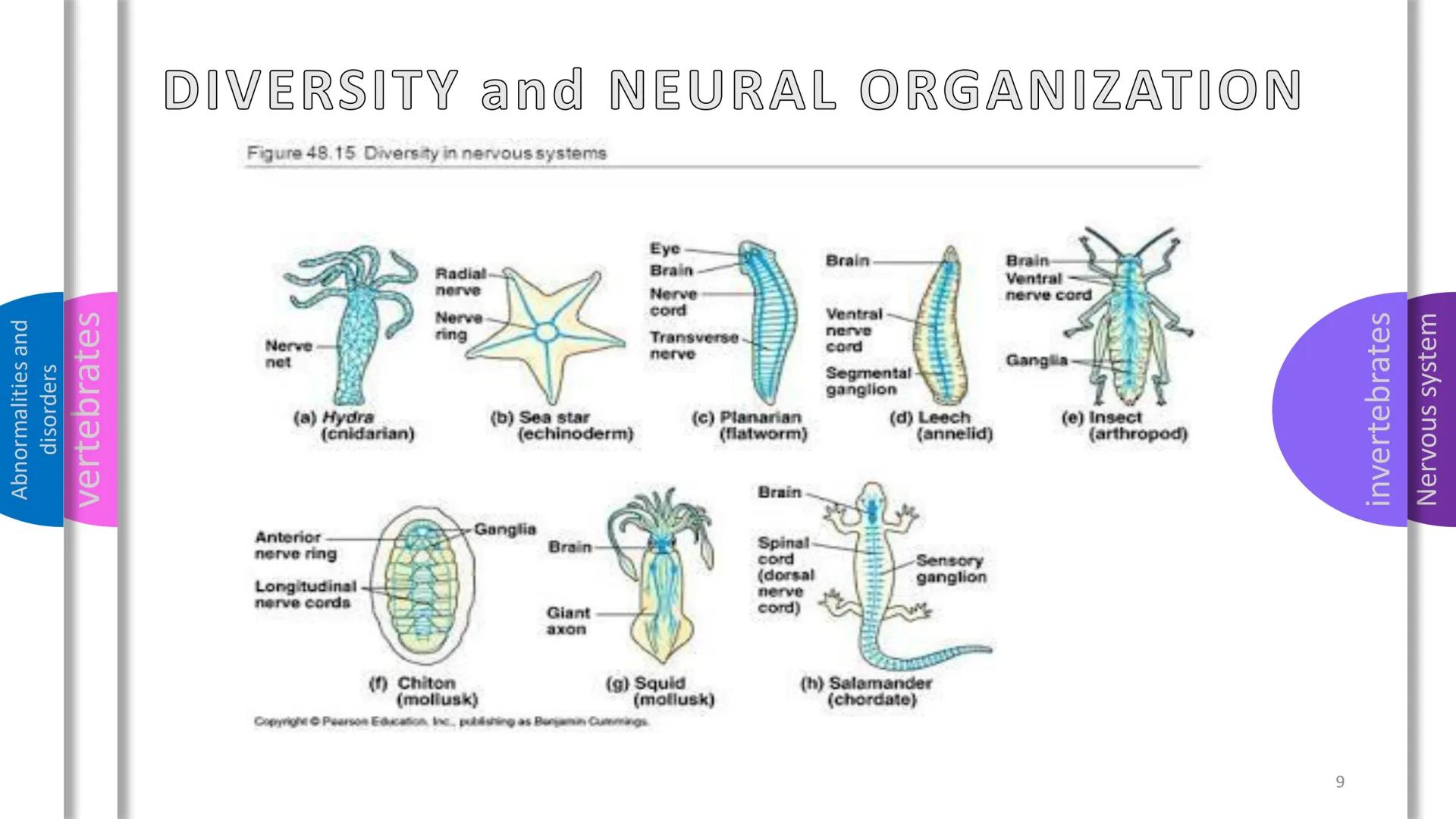 Abnormalities and
disorders
vertebrates
invertebrates
Nervous system
SYSTEM
NERVOUS Abnormalities and
disorders
vertebrates
invertebrates
NE