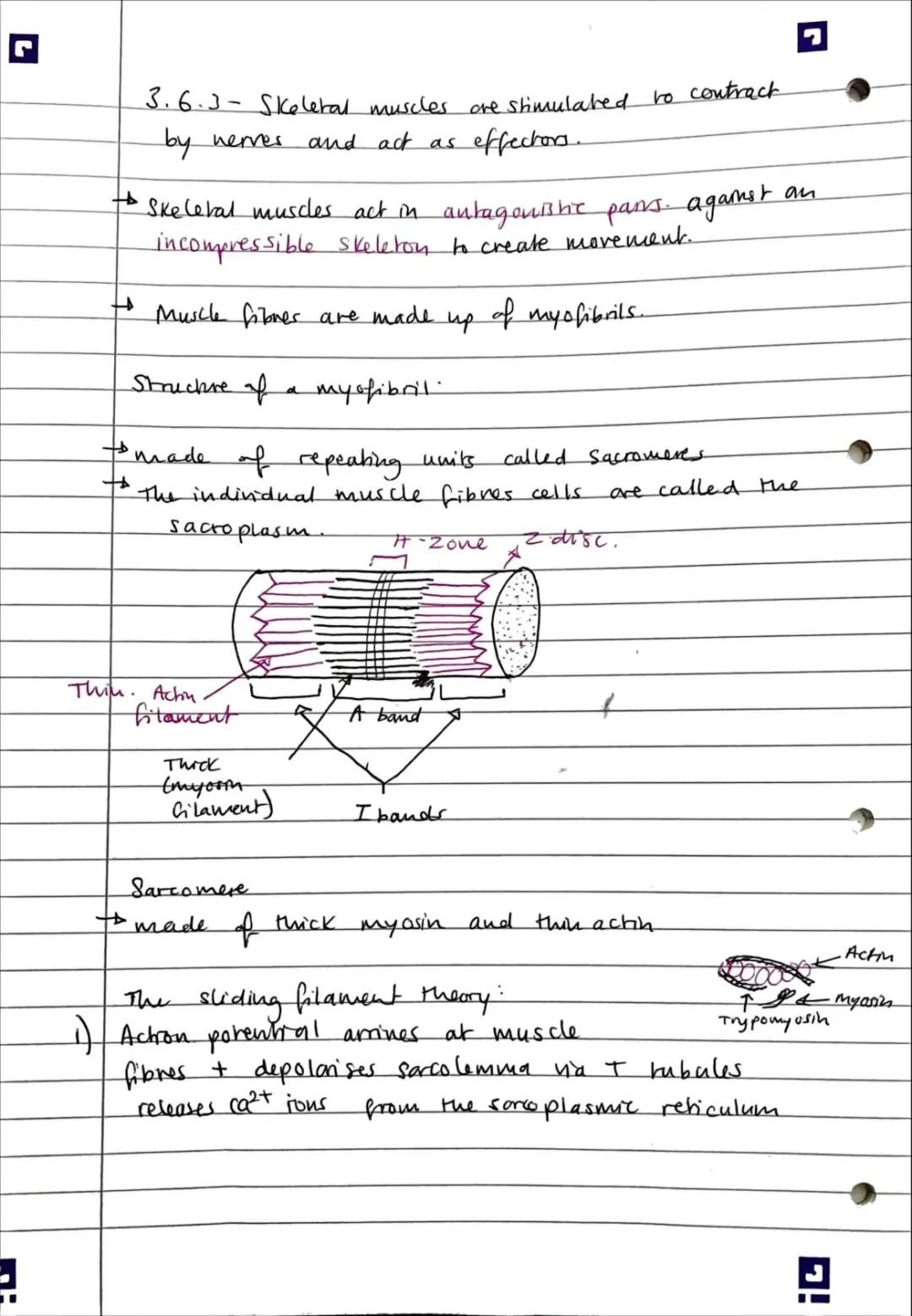 Understanding Skeletal Muscles: Key Facts and Functions