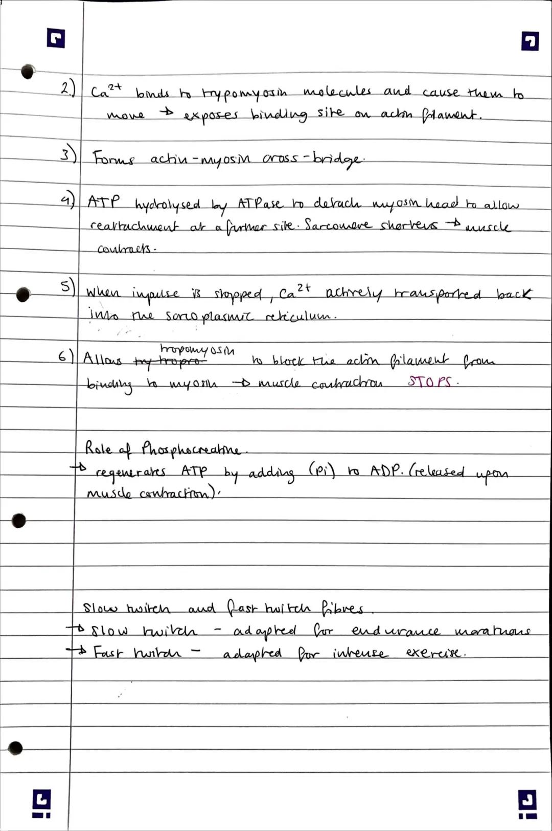 3.
H
• Skeletal muscles act in antagonistic pans. against
incompressible skeleton to create movement.
3.6.3- Skeletal muscles are stimulated