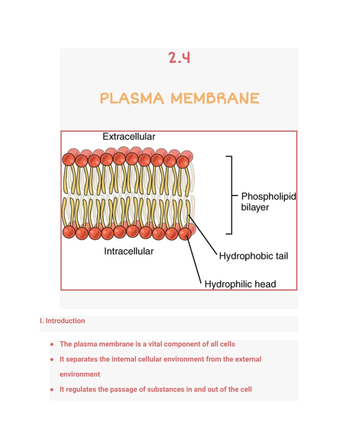 I. Introduction
PLASMA MEMBRANE
Extracellular
x x x x x x
2.4
Intracellular
Phospholipid
bilayer
Hydrophobic tail
Hydrophilic head
• The pla