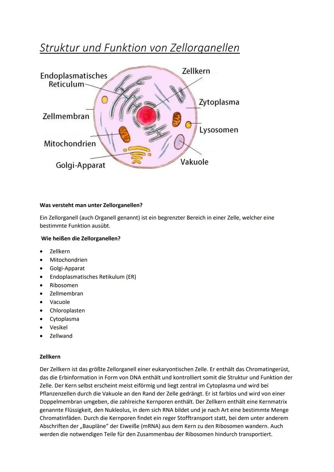 # Struktur und Funktion von Zellorganellen

Endoplasmatisches
Reticulum

Zellkern

Zellmembran

Mitochondrien

Golgi-Apparat

Zytoplasma

Ly